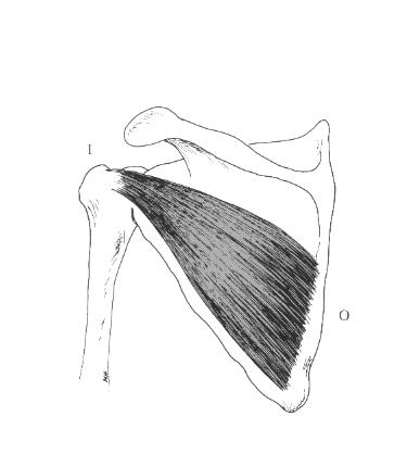 rotation of arm Posterior view, left side infraspinatus