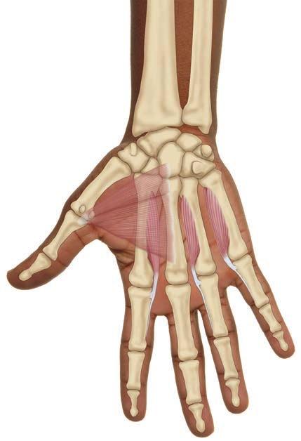 UNUSUAL SUSPECT #1 Palmar Interossei ATTACHMENTS AND ACTIONS The palmar interossei (PI) are a group of three intrinsic hand muscles that, as their name implies, are located between (metacarpal) bones