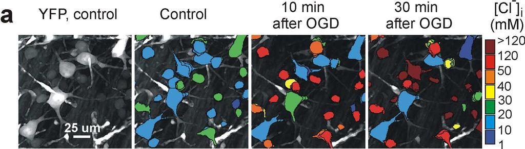 Oxygen Glucose Deprivation increases neuronal Cl i Oxygen Glucose Deprivation: Late Cl i in acute