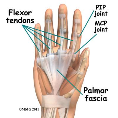The areas affected most often are the metacarpophalangeal (MCP) and proximal interphalangeal (PIP) joints. The MCP joints are what we usually refer to as the knuckles.