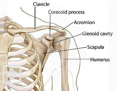 The acromio-clavicular joint, the end of the clavicle and coracoid process of the shoulder blade are exposed. Two tunnels are drilled in the clavicle either side of the coracoid process.