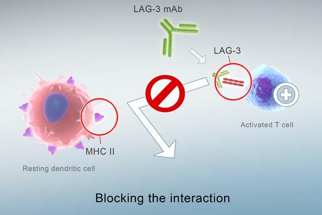 turning cold tumors into hot tumors with LAG-3) Synergistic with other