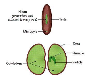 Seed structure Part of the seed Structure Function Testa Tough protective covering Protects the seed, also from fungi, bacteria and insects Retains the water Cotyledons Food store Store of food