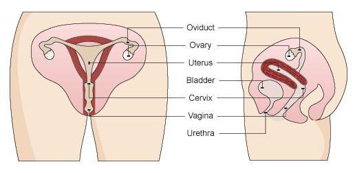 Structure Function Uterus For the implantation and development of the embryo Vagina To lead mature ova to the uterus, its also a region where fertilisation of ova by sperm takes place Oviduct
