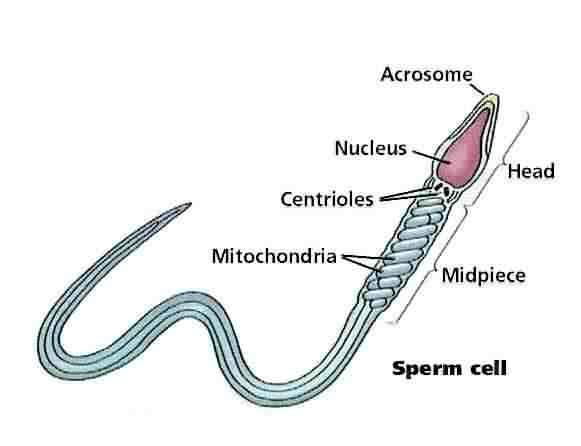 Sperm cell (Male gamete) Structure Function Tail For swimming to the ovum (mobility) Energy is required energy is produced in the mitochondria Mitochondria Where