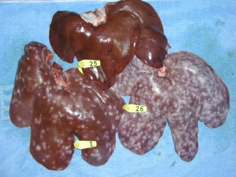 Liver white spots The number of superficial liver white spots due to migrating round worm larvae was enumerated at slaughter for 5 organic pigs herds: - 83-96% of the livers had white spots