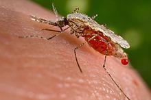 Malaria cause heavy mortality 207 million cases of malaria in