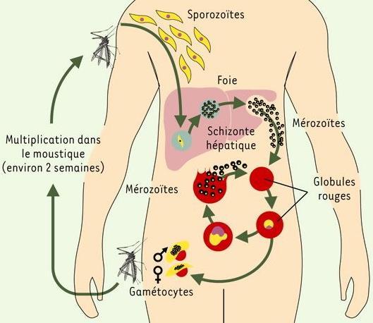 Immunology of malaria Source : www-dsv.cea.
