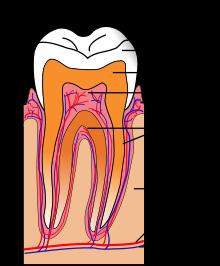 Section through a molar tooth Description 1. Part embedded in the gum called root. 2. Part which can be seen is called crown covered with enamel. 3.