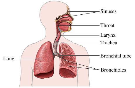 Smoking Organs Affected by