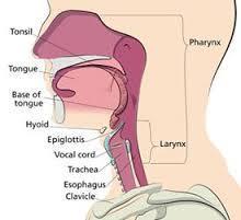 larynx, trachea, bronchi, and