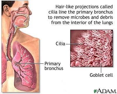 #9 Why doesn t the cilia in the trachea stop the particles from the
