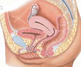 5. Female Reproductive Anatomy & Physiology. Ovaries = paired gonads making eggs, estrogen & progesterone. Vagina = copulatory & birth canal.