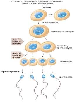 Spermatogenesis: Spermatogonia (2n) = cells that undergo meiosis to make sperm. Fig 15.6 Primary spermatocyte (2n) Secondary spermatocytes (1n) Spermatids (1n) = immature sperm cells.