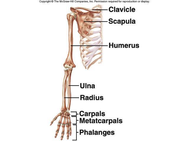 Upper Extremity Shoulder girdle Scapula (s=shoulderblade) Clavicle (c=collarbone) Humerus Radius