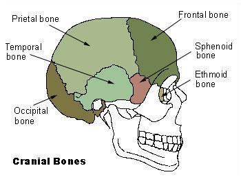 Skull Cranium Frontal Parietal