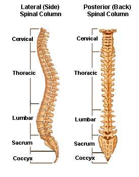 Spinal Column Cervical: 7 vertebrae Thoracic: 12 vertebrae Lumbar: 5