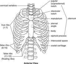 Thorax: Protects heart, lungs 12 pairs of ribs First seven pairs are true ribs because they attach directly to the sternum Next five are called false ribs the first