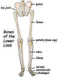 Lower Extremity Femur (largest bone in body) Patella (knee cap) Tibia (shin bone) Fibula (if you