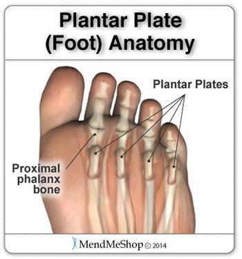structure overlying plantar