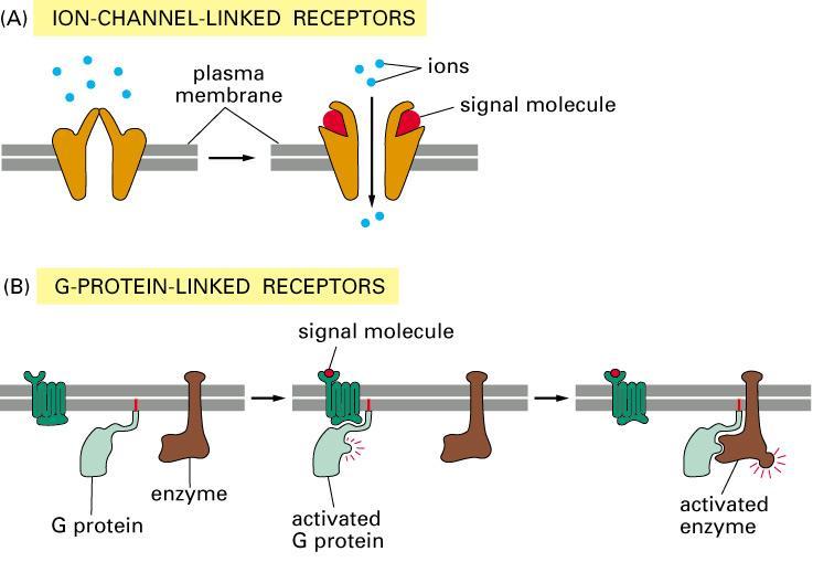 Types of receptors: 1) Channel-linked (ionotropic) 2) Enzyme-linked (involve neurotrophins and phosphorylation by protein kinases)