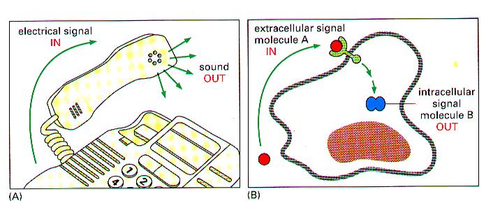 BCOR 011 Lecture 19 Oct 12, 2005 I. Cell Communication Signal Transduction Chapter 11 External signal is received and converted to another form to elicit a response 1 Lecture Outline 1.