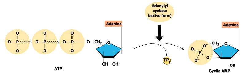 G-protein-GTP activation of Effector Enzyme adenylyl cyclase