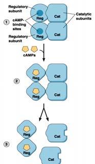 11-9 31 camp activates target enzyme Inactive PKA Protein