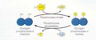 Protein Kinase A Phosphorylates downstream target enzymes