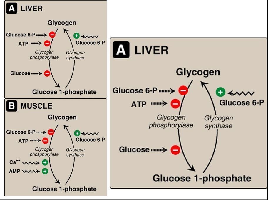 Remember: muscles lack the enzyme glucose 6 phosphatase, so there is no glucose to inhibit glycogen phosphorylase. Only G6P and ATP can inhibit it.