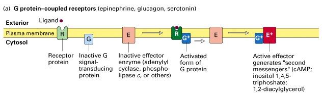 The elements of G protein-coupled receptor systems Prostaglandines Sphingosine 1-phosphate a receptor that contains 7 membrane-spanning domains a coupled trimeric G protein which functions as a