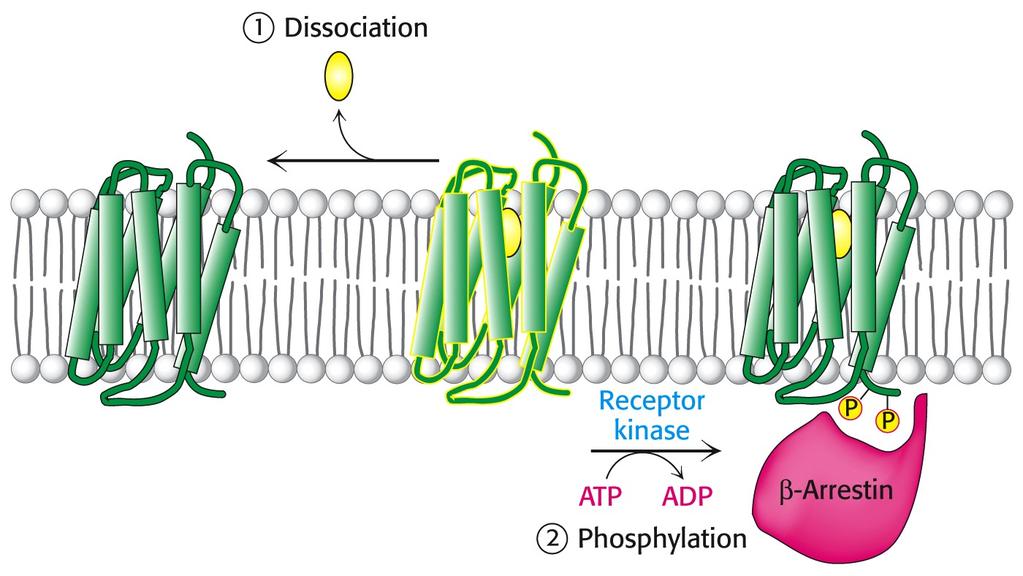 Termination/desensitization of the signal transduction process Phosphorylation 3.