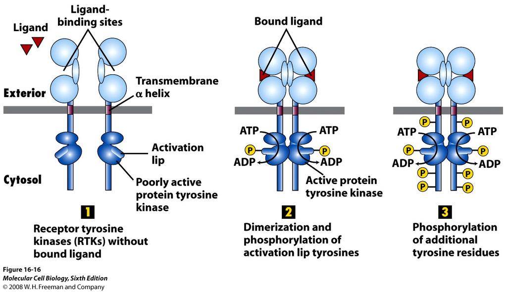 General structure and activation of RTKs Docking