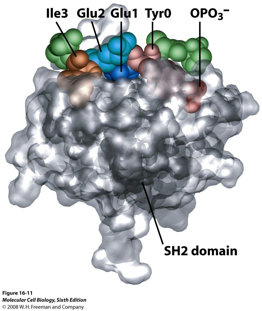 Berg, Tymoczko, Stryer: Biochemistry, 2002 Each SH2