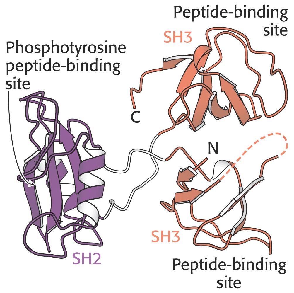 Structure of the adapter protein Grb (growth factor receptor