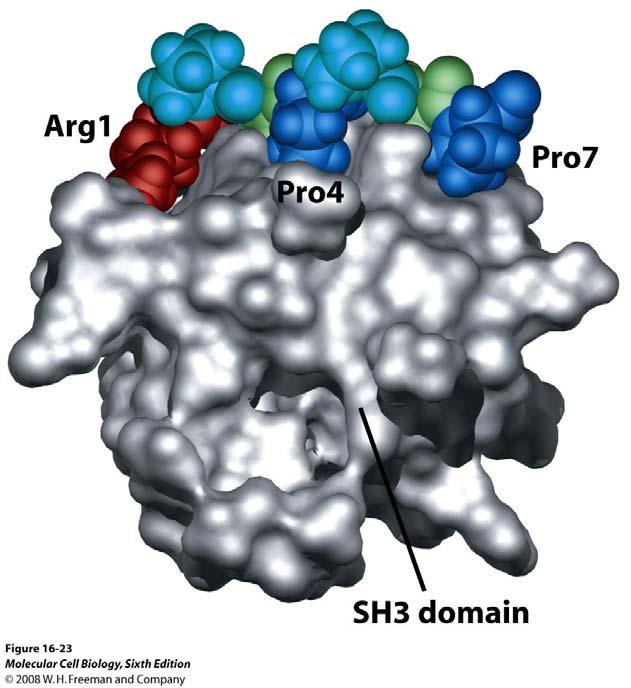 C-terminus of P-Tyr on RTK SH3-domain recognizes prolin-rich