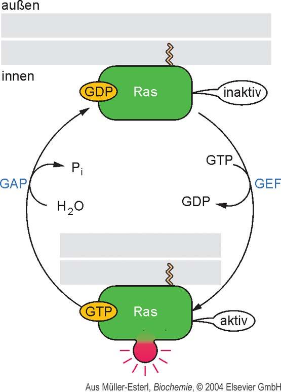 Regulation of the GTPase switch in the monomeric G-proteins (Ras) off Activation of Ras by replacement of GDP with GTP is promoted by GEFproteins ; Inactivation of Ras by hydrolysis of