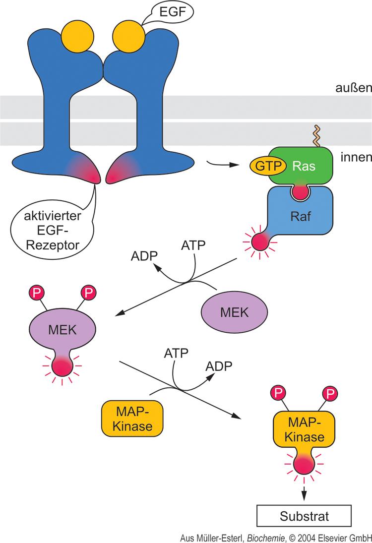 GTP-Ras triggers the MAP-Kinase-Signaling Pathway GTP-Ras triggers the MAP-Kinase cascade via three enzymatic steps: 1. Raf (Ras-activated factor) 2.
