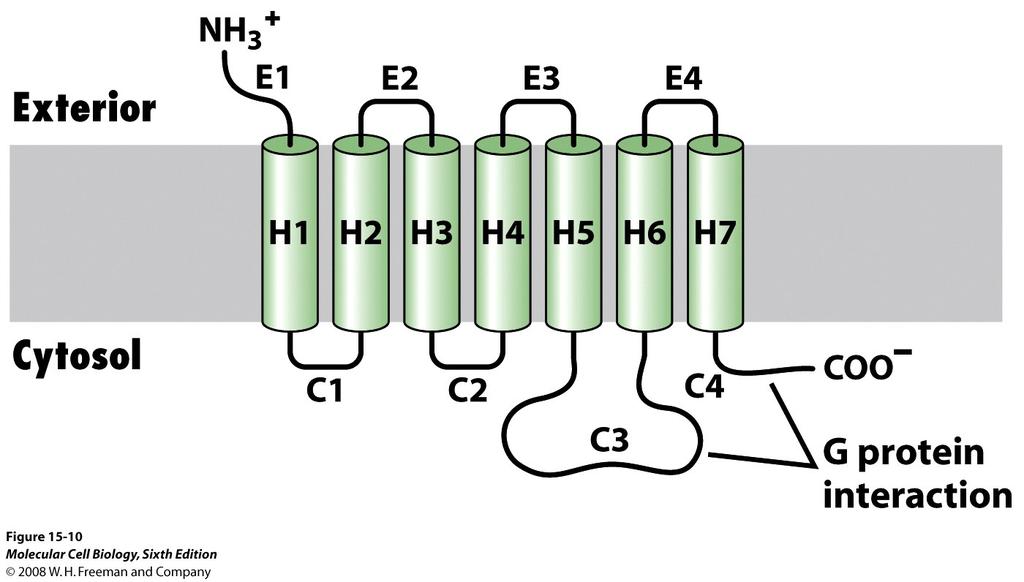 General structure of G-protein coupled