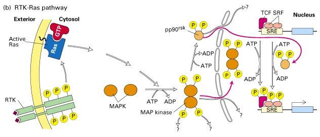 MAP kinase regulates the