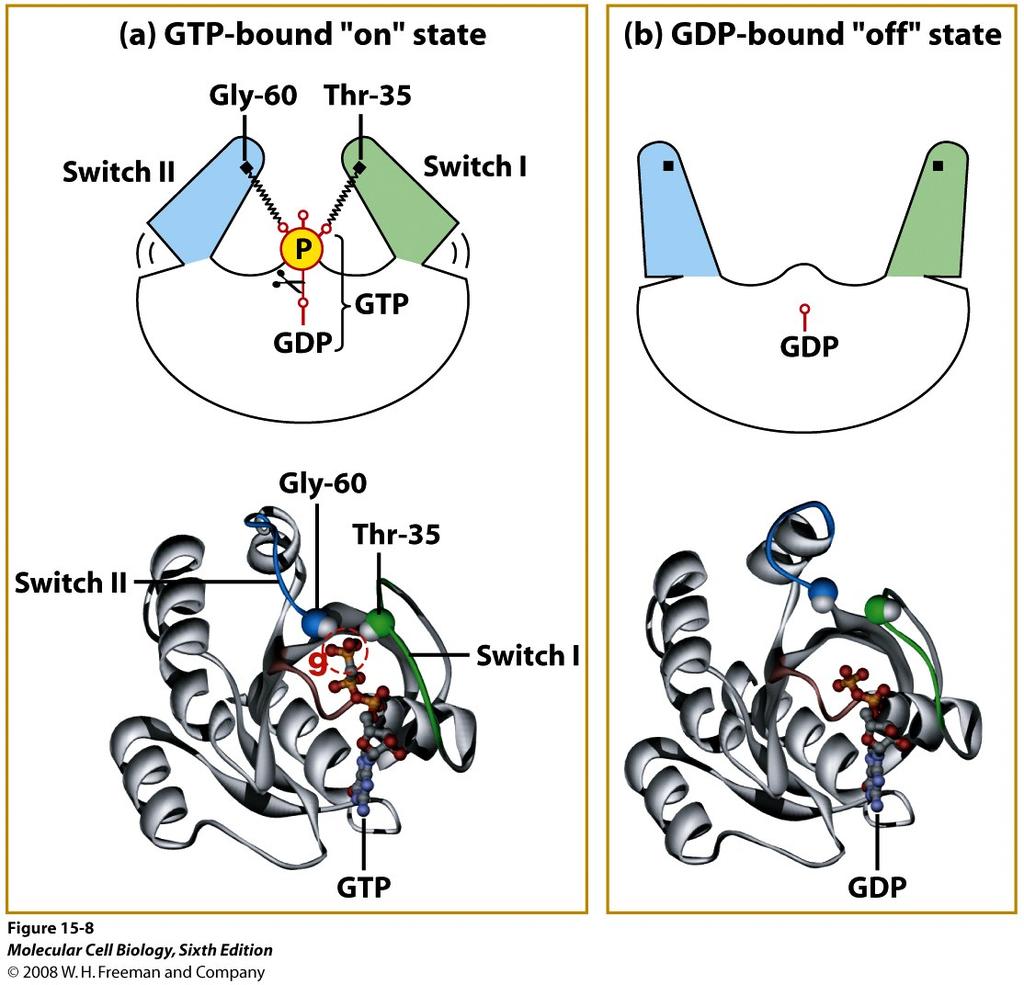 Switching mechanism for G proteins