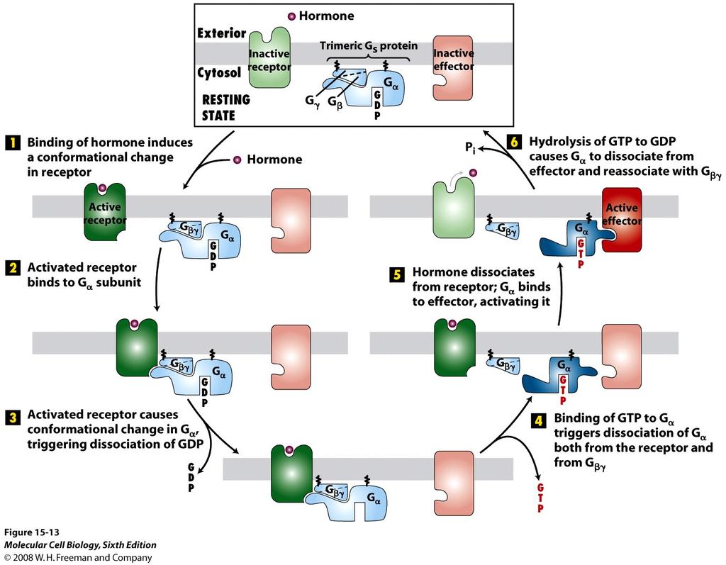 Signal transduction from GPCRs to effector