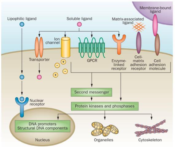 Cell communication Contact-dependent o Membrane-bound signal molecule receptor on target cell Paracrine o Signalling cell release local mediators to target cells Synaptic Endocrine hormone release