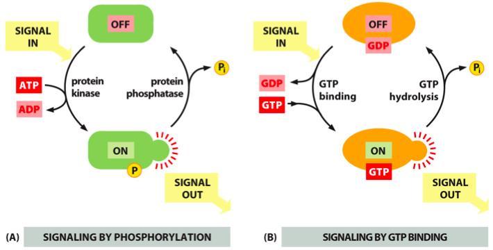 Intracellular signalling A. Signalling by phosphorylation B.