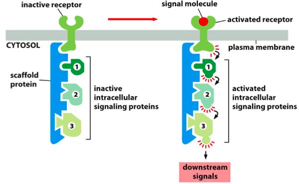 Inactive receptor + scaffold protein (with inactive intracellular signalling proteins) signal