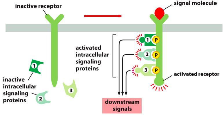 proteins downstream signals Assembly of signalling complex on an activated receptor o Upon ligand