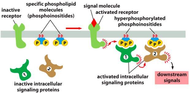 Signalling complexes associated with membrane lipids o Assembly of