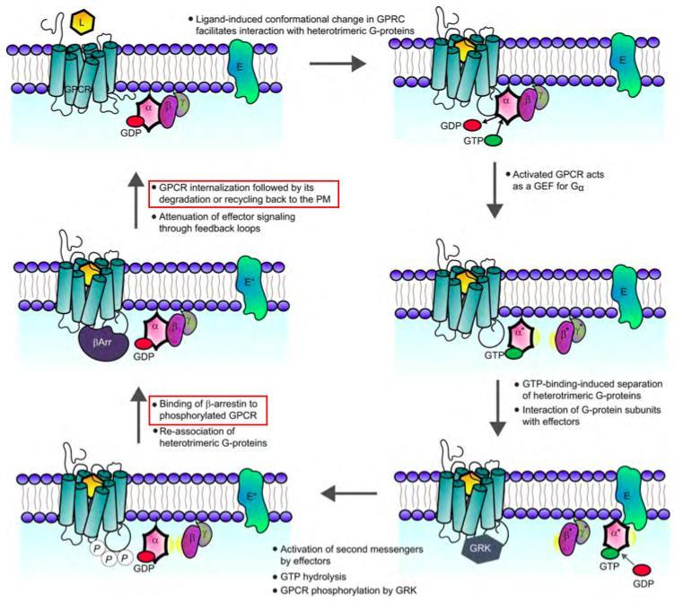 4) Interaction of G protein subunits with effectors 2 nd messenger activation signalling cascade a.