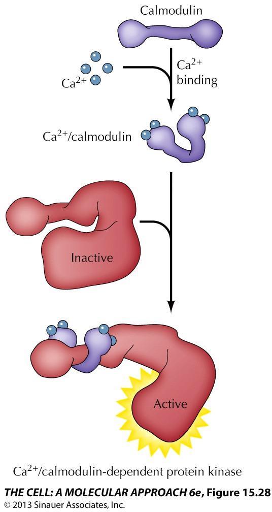 One of the major Ca 2+ -binding proteins is calmodulin.