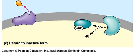 G protein catalyzes hydrolysis of GTP back to GDP -